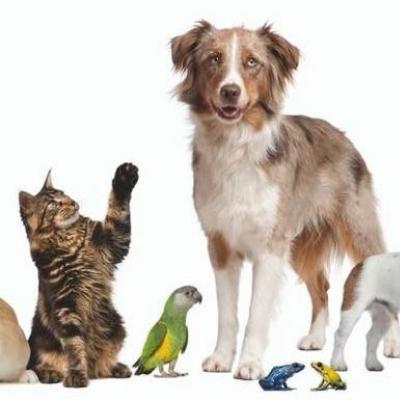 Animals cropped