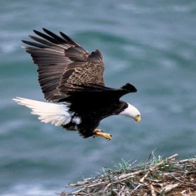 Bird of prey