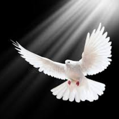 dove
