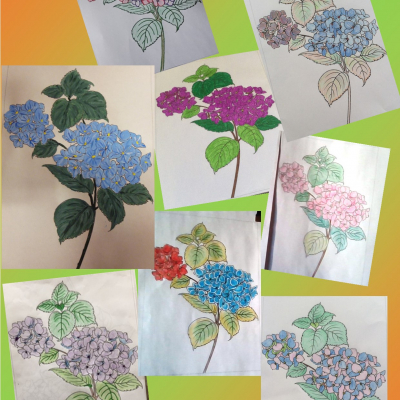 hydrangeas collage