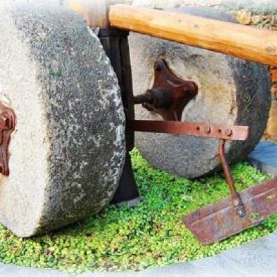 Olive tree press